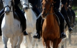 "Dutch - Turkish Mounted Police" Project